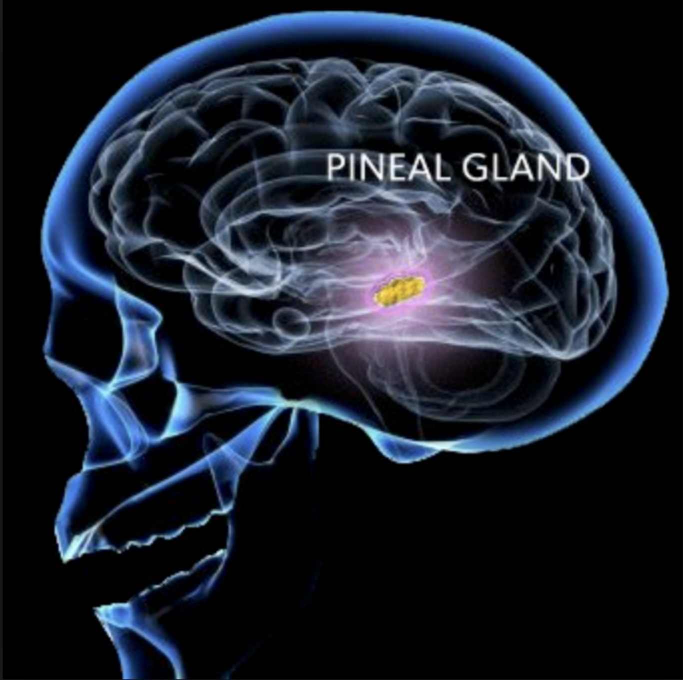 Pineal Gland